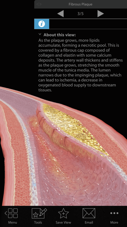 Physiology & Pathology