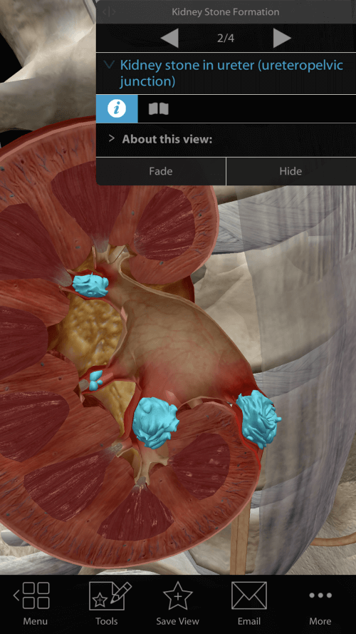 Physiology & Pathology
