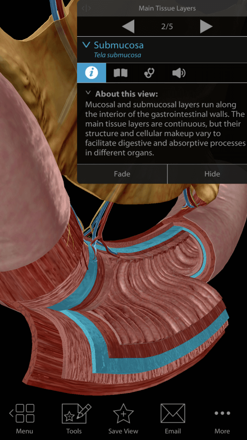 Physiology & Pathology