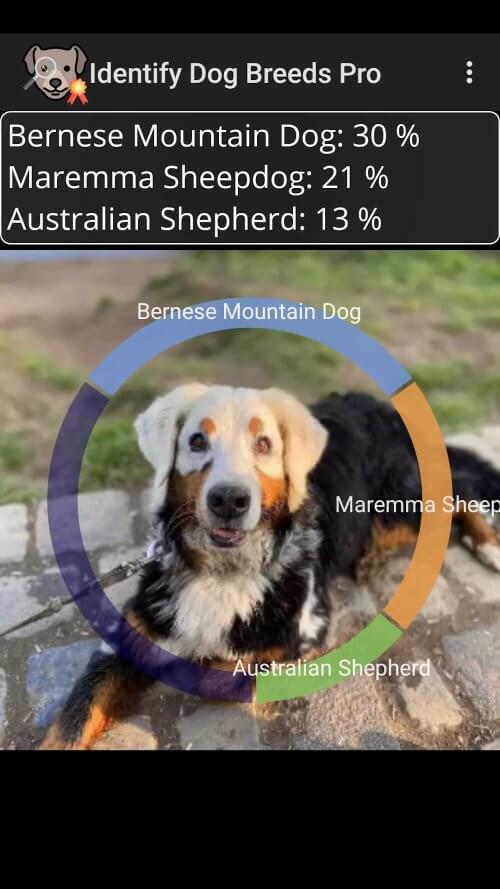 Identify Dog Breeds Pro